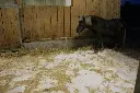 WieWiese-S&D-Montage (7).webp