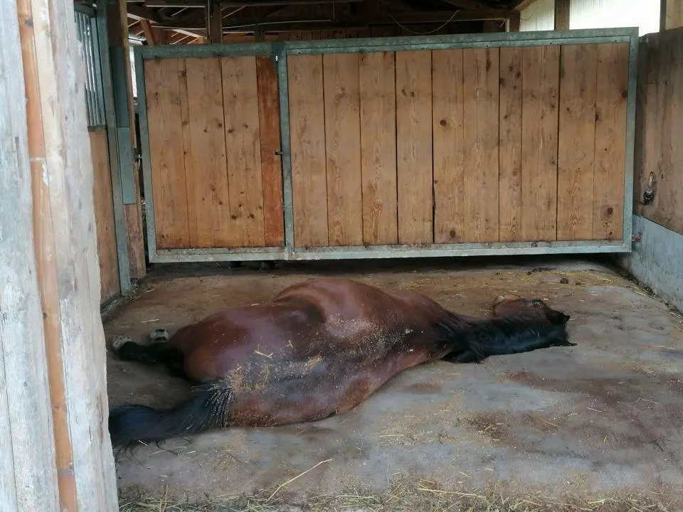 Testfläche 2x2m - WieWiese-Soft-Comfort + Versandkostenanteil (Pferde mit Eisen)