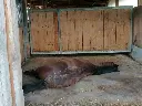 Testfläche 2x2m - WieWiese-Soft-Comfort + Versandkostenanteil (Pferde mit Eisen)